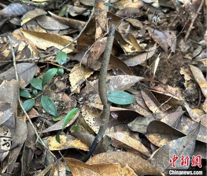 重庆时时彩：黄山九龙峰发现珍稀名贵中药材乌灵参