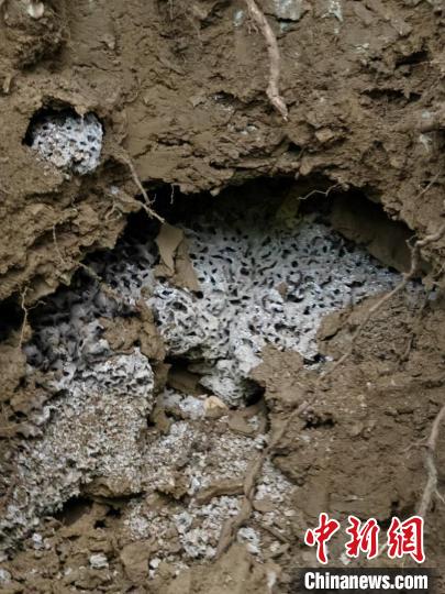 重庆时时彩：黄山九龙峰发现珍稀名贵中药材乌灵参